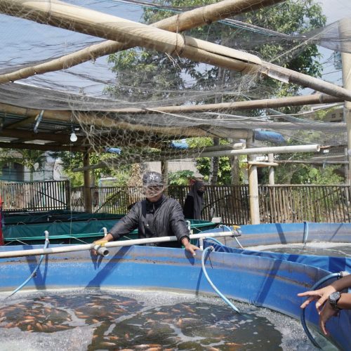 pelatihan-nila4-scaled-qcokva9gb5pm01nga6rrg2080i0wrk5azyoxgcewlk